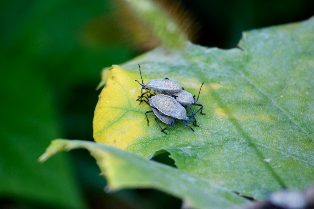 Garden Pests – Have you seen these?